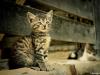 Two Cute Cats